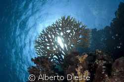 Hard Coral in Sha'ab Rumi - Nikon D70S - 16mm - DS160 by Alberto D'este 